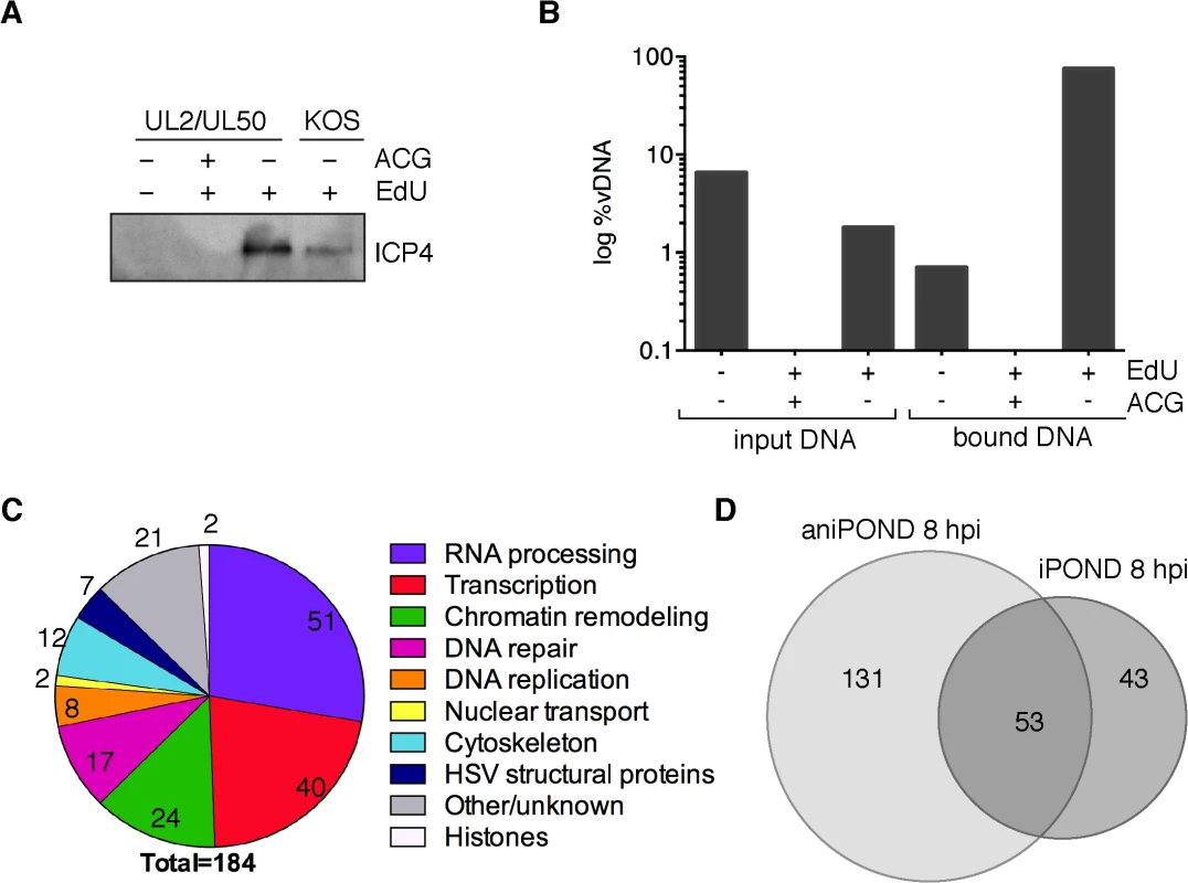 aniPOND detects viral and cellular proteins associated with replicated viral genomes.