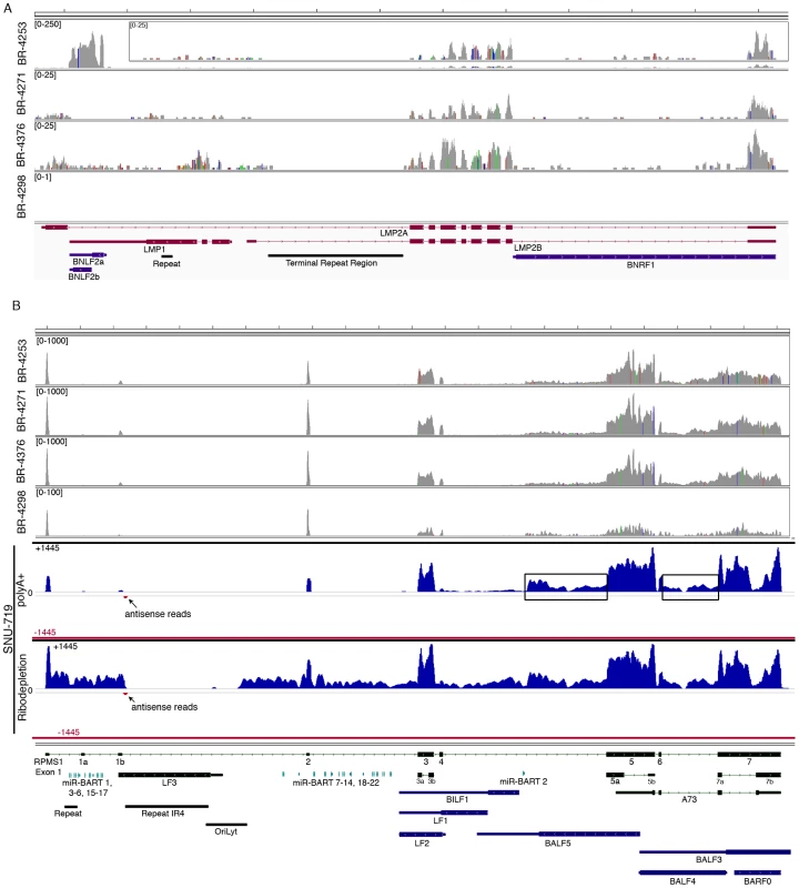 EBV gene expression analysis.