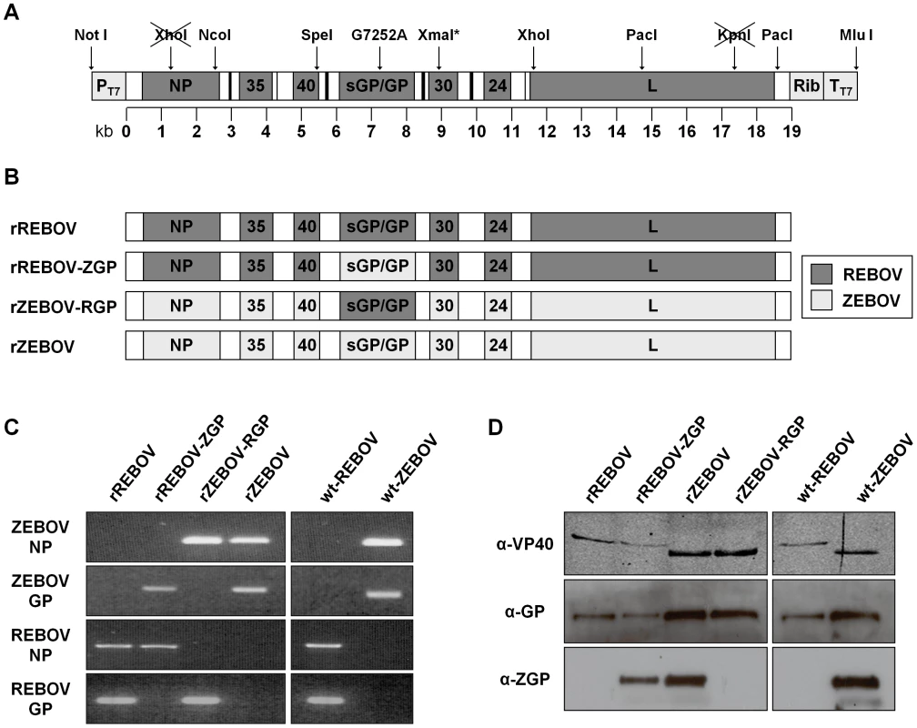 Reverse genetics for REBOV and rescue of chimeric Ebola viruses.