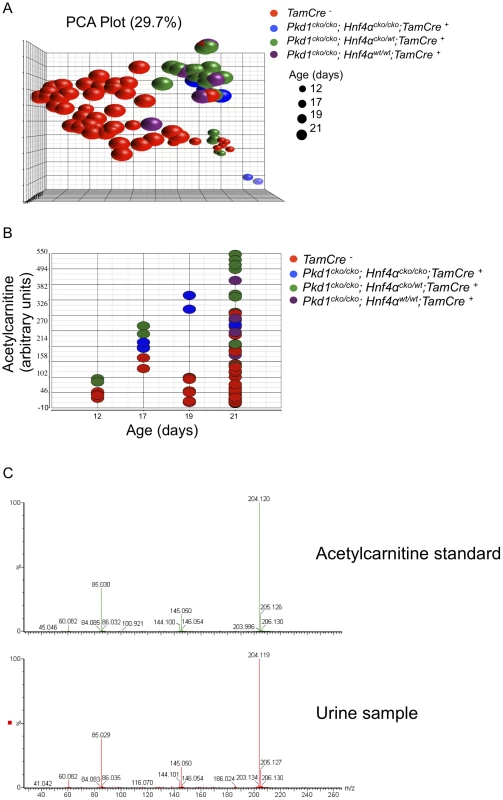 Urinary metabolomics shows distinct patterns in cystic versus control mice.