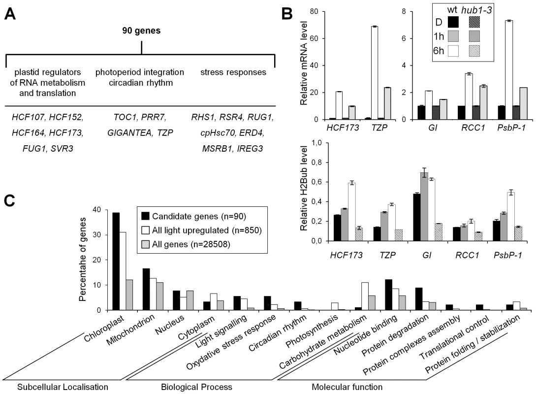 Several genes potentially targeted for H2Bub selective regulation encode regulatory factors of light-driven responses.