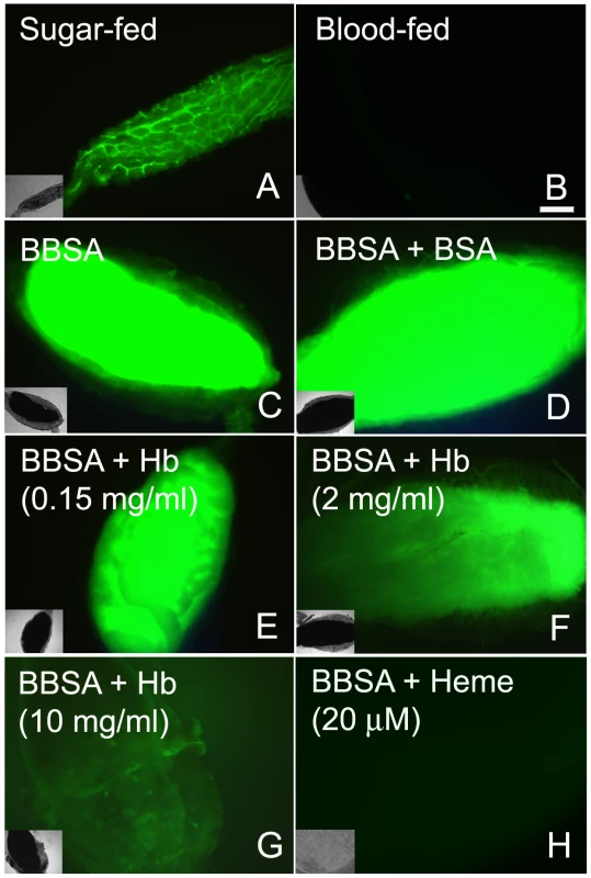 Heme is responsible for blood-induced ROS inhibition in the midgut.