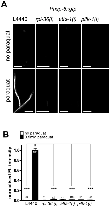 Activities of <i>rpl-36</i>, <i>atfs-1</i> and <i>pifk-1</i> are required for the <i>hsp-6</i> response to paraquat.