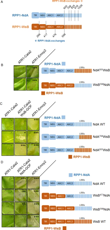 Chimeric RPP1 constructs implicate LRRs and ARC2 domains in specificity.