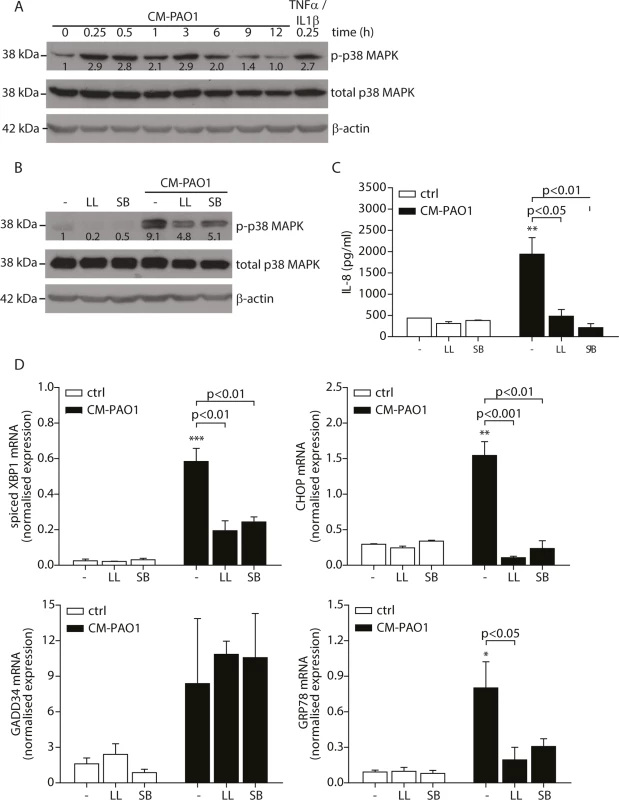 Conditioned medium of <i>P</i>. <i>aeruginosa</i> induces ER stress via TAK1-p38 MAP kinase (MAPK).
