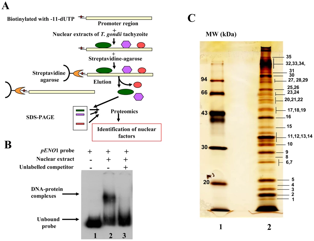 Affinity purification of <i>T. gondii</i> nuclear factors.