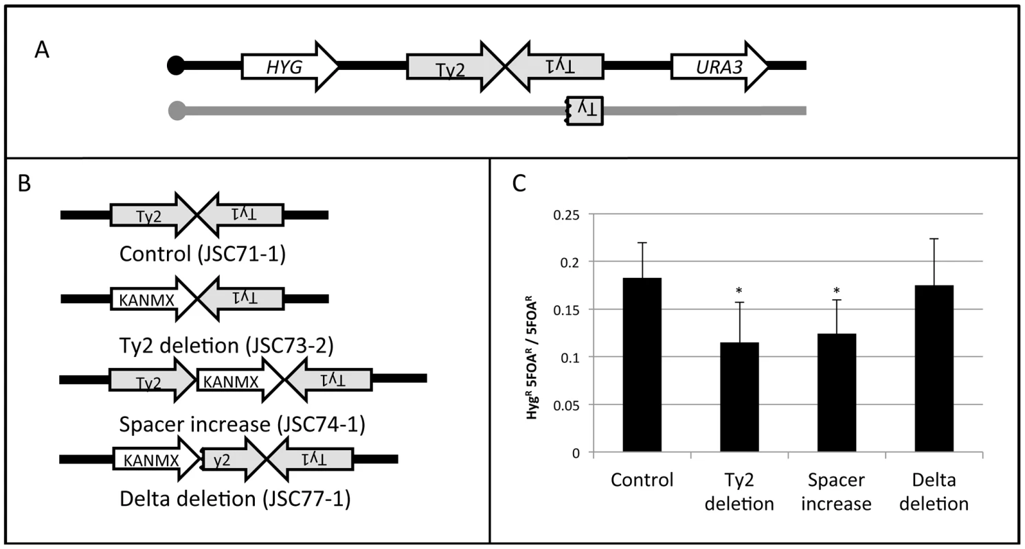 Deletion analysis of the HS4 hotspot.