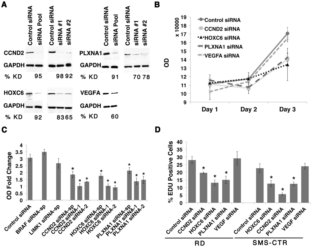 CCND2, HOXC6 and PLXNA1 exert important roles in human ERMS cell proliferation.