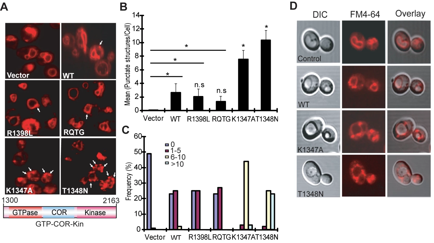 LRRK2 GTPase variants induce defects in endocytic vesicular trafficking.