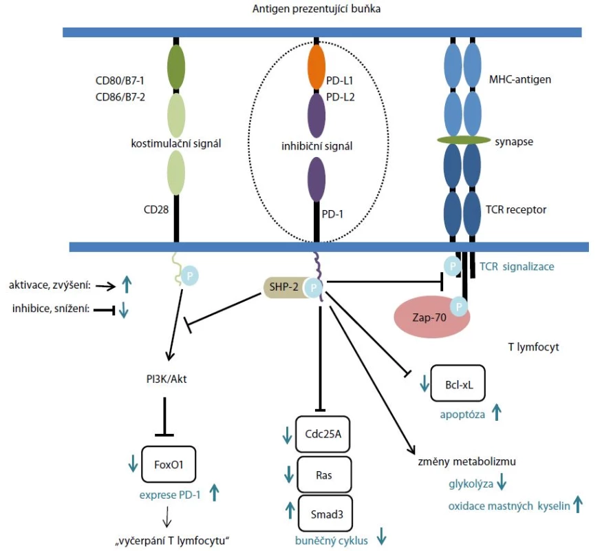 Molekulární mechanizmus PD-1/PD-L1 signalizace. Upraveno podle [34].