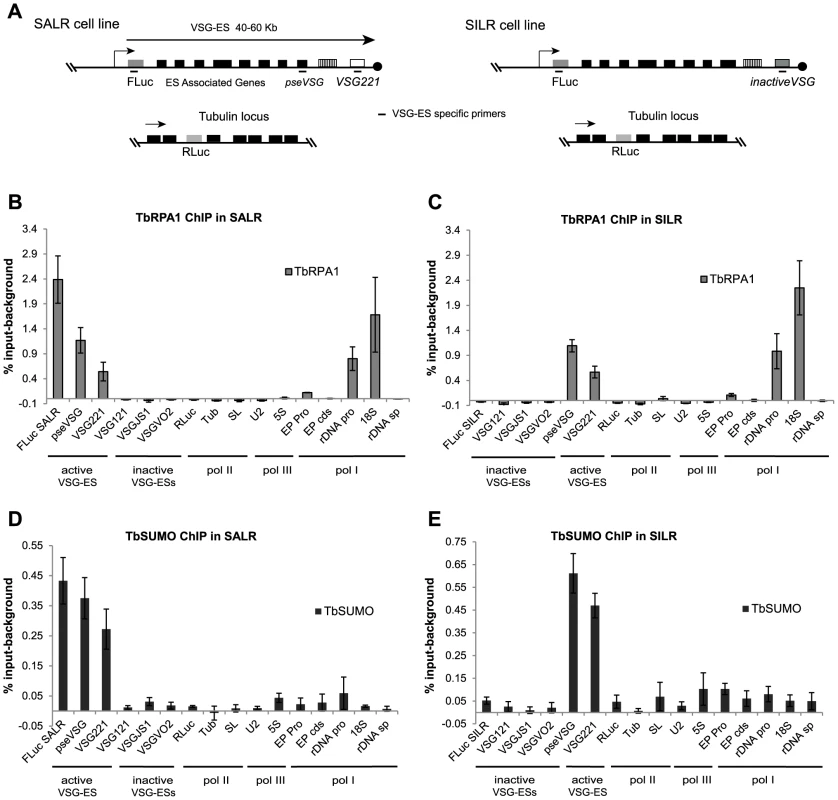 SUMOylation of chromatin-associated proteins occurs at the active <i>VSG-</i>ES in the bloodstream form.