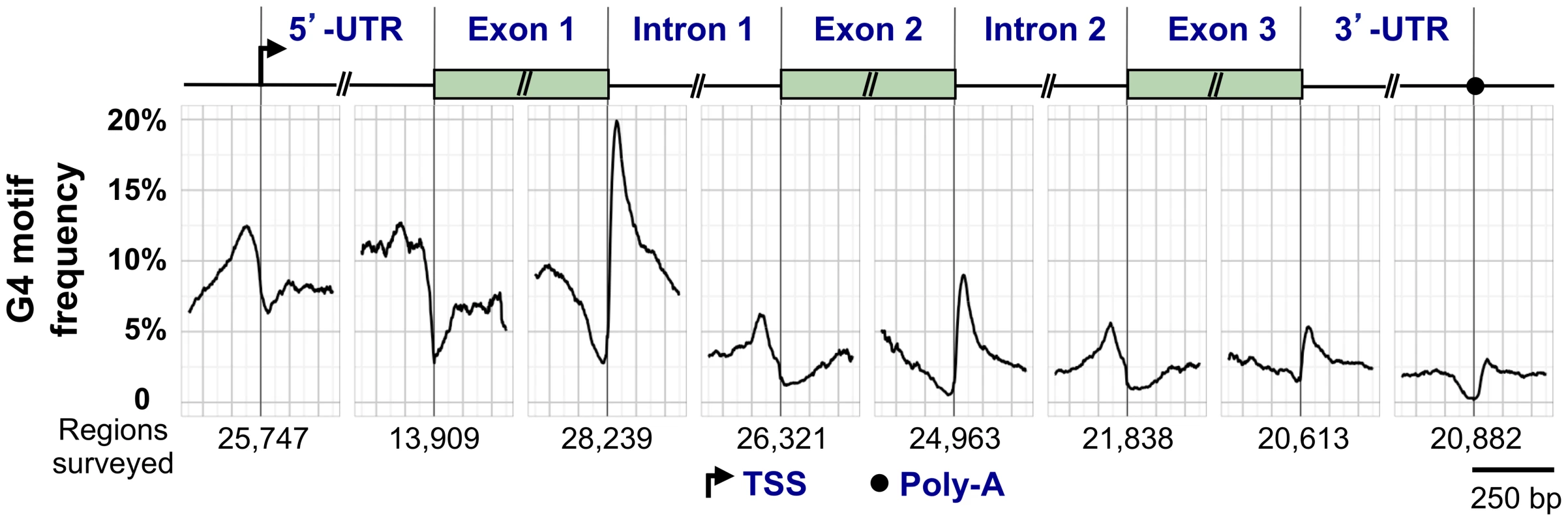 G4 motif frequency in a generic human RefSeq gene.