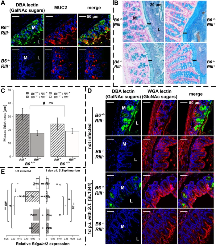 <i>B4galnt2</i> glycosylation in <i>S</i>. Typhimurium-induced colitis.