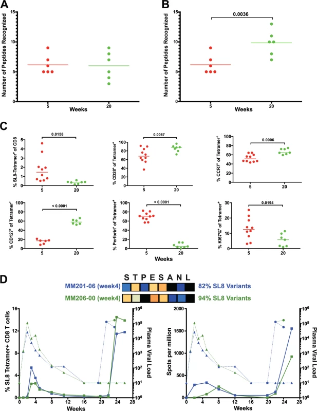 Escaped responses contribute to the cumulative breadth of the CD8 T cell repertoire.