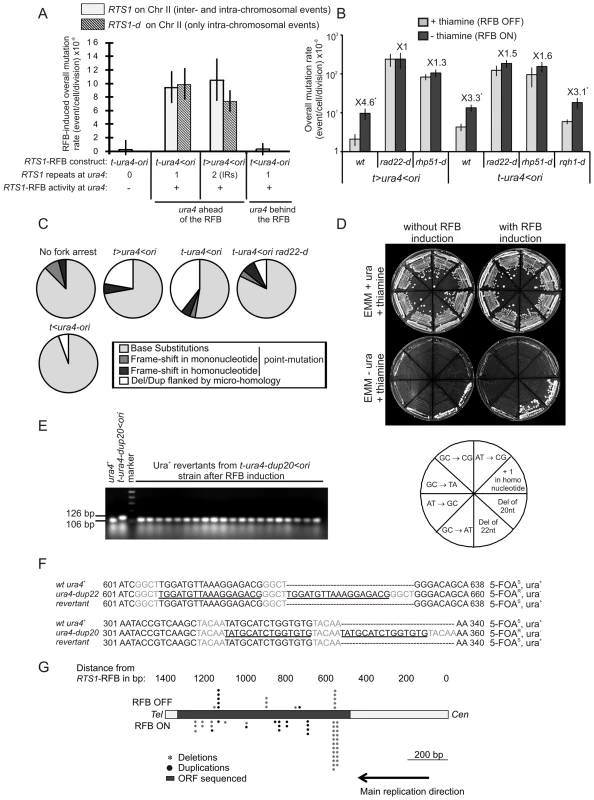 Fork-arrest induces mutations.