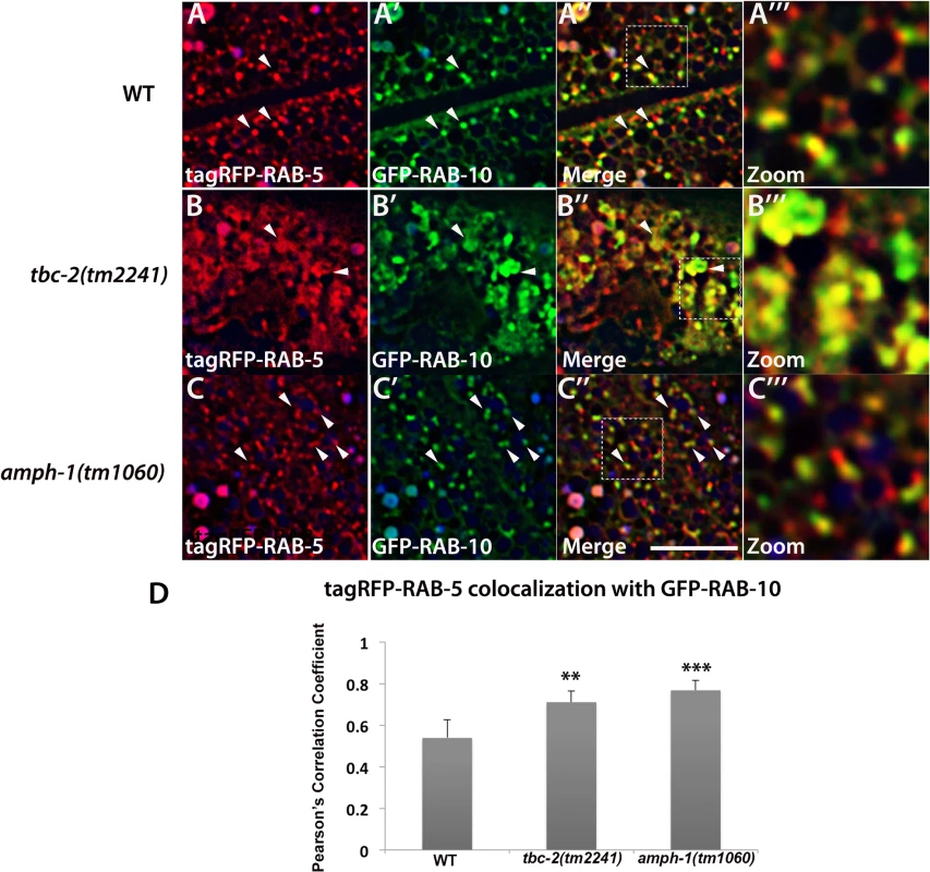 Loss of TBC-2 or AMPH-1 alters the spatial coordination of RAB-5 and RAB-10.