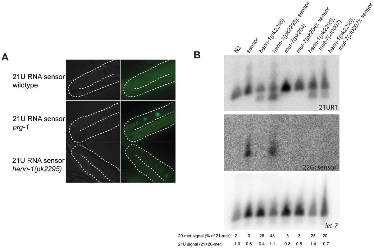 <i>henn-1</i> affects 21UR1 sensor activity.