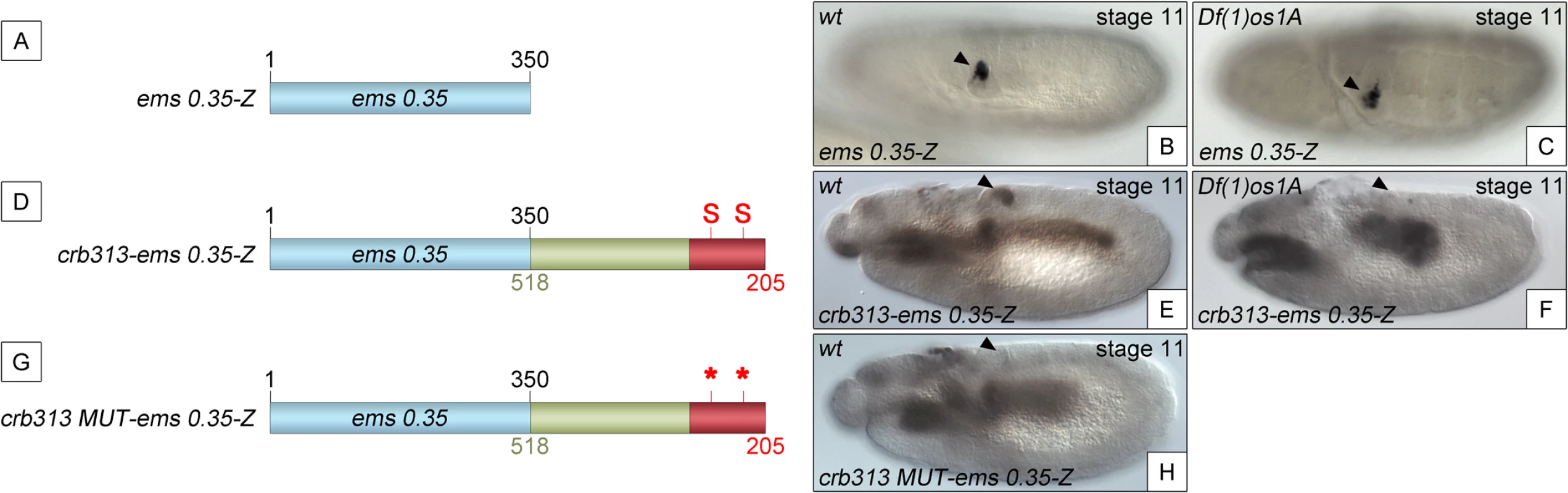 The repressor domain functions as an independent regulatory module.