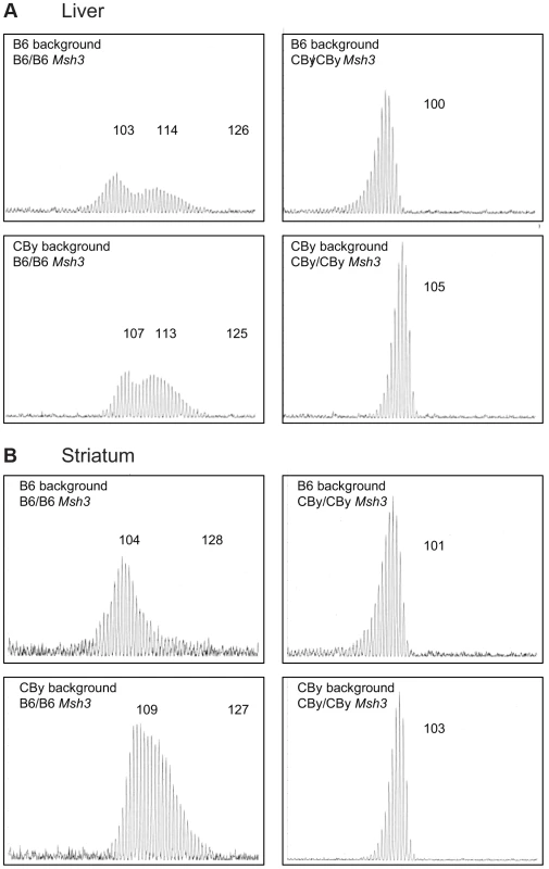 Representative CAG repeat distributions from reciprocal <i>Msh3</i> congenic lines of mice.