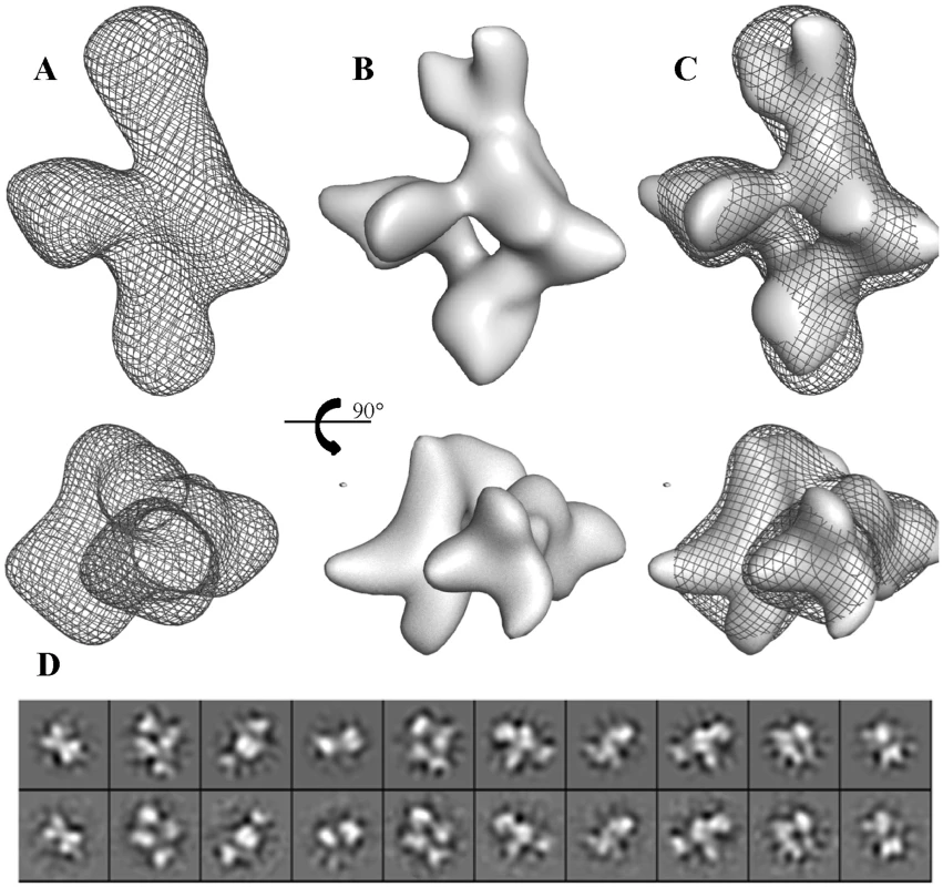 Three-dimensional reconstruction of BC2L-C.