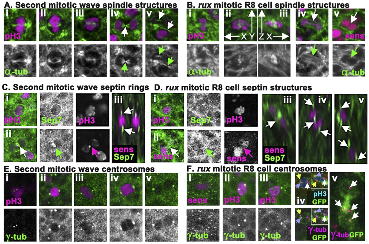 <i>rux</i> mutant R8 nuclei separate but exhibit late mitotic defects.