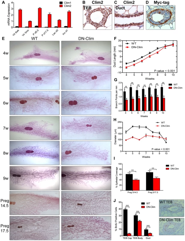Clims promote branching morphogenesis and proliferation.