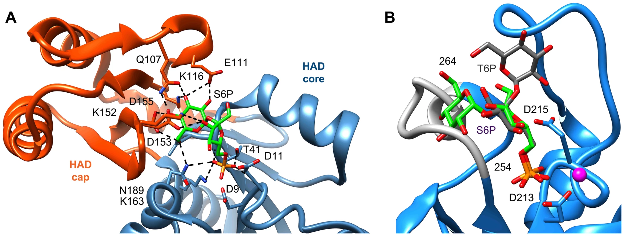 Comparison of ligand binding between sucrose-6-phosphate phosphatase and trehalose-6-phosphate phosphatase.