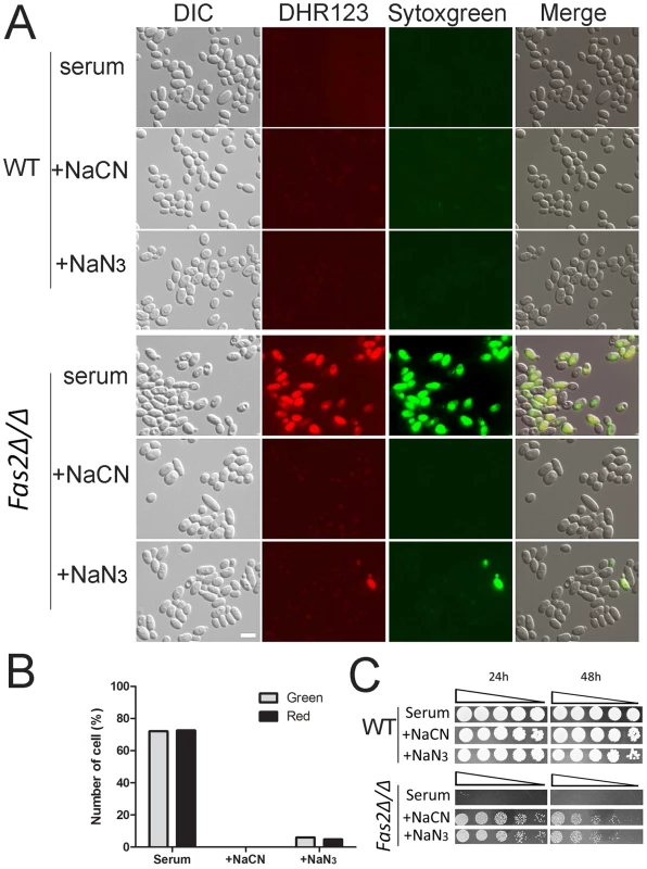 Cell death results from overproduction of mitochondrial ROS.