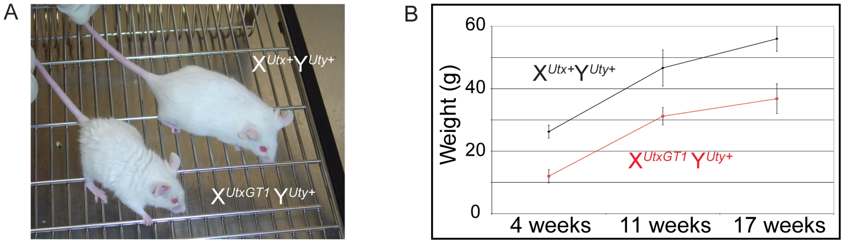 Hemizygous male <i>Utx</i> mutant mice are runted.