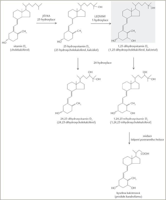 Metabolizmus vitaminu D.