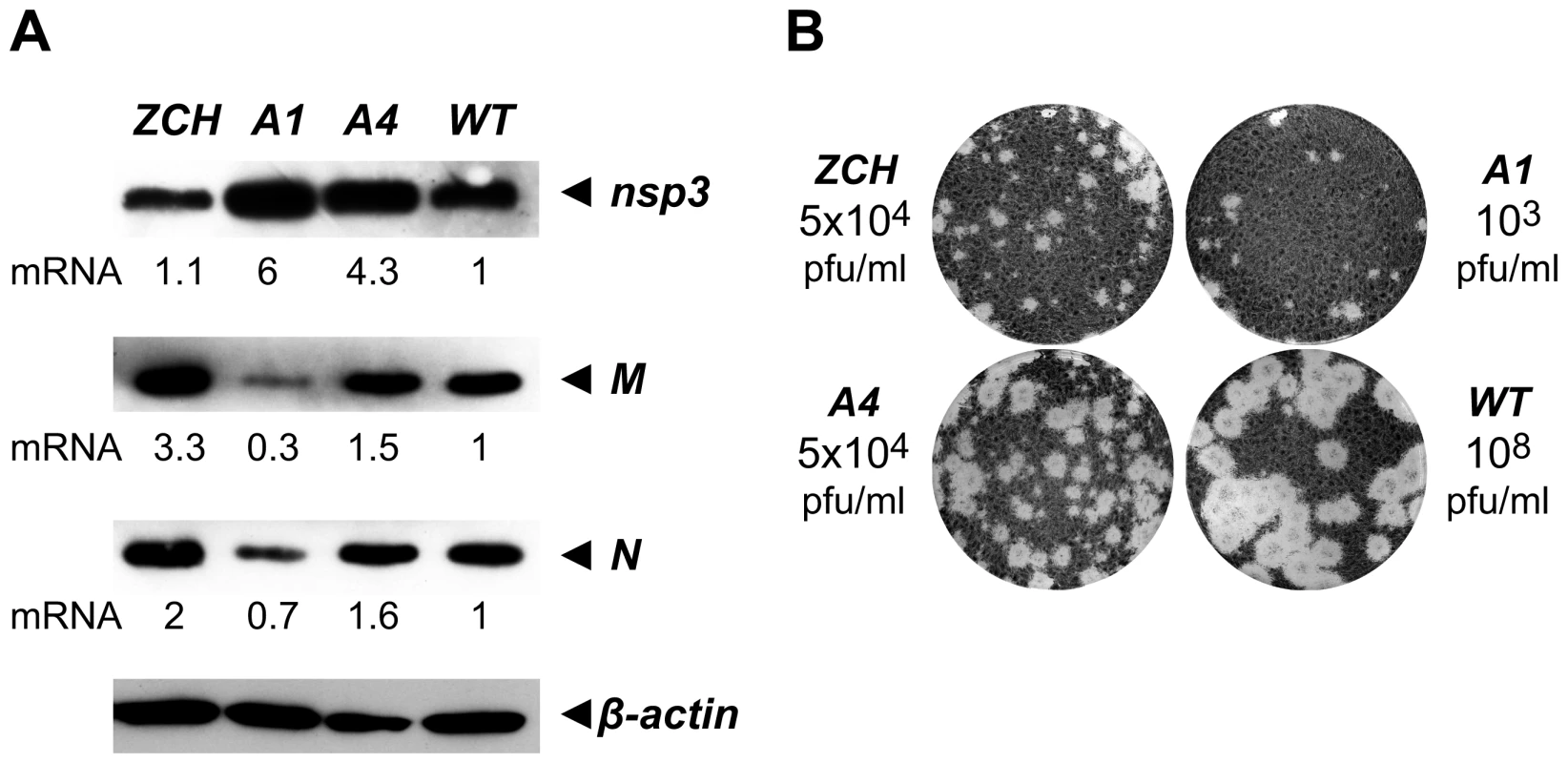Analysis of viral protein accumulation and virus production by selected nsp1 mutants.