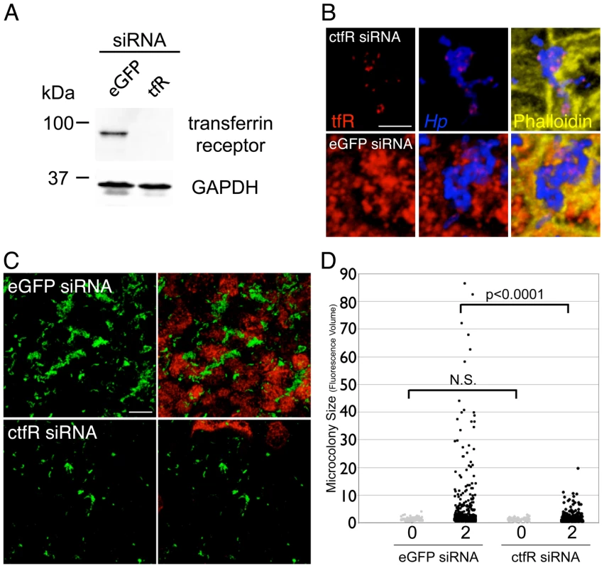 Down-regulation of host cell transferrin receptor decreases <i>Hp</i> microcolony growth on the cell surface.