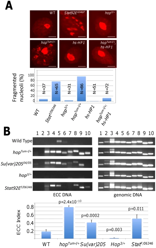 Heterochromatin affects stability of the nucleolus and rDNA locus.