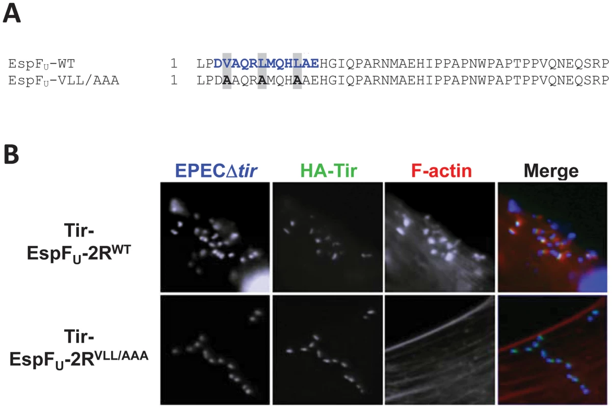 The WASP/N-WASP-binding region of EspF<sub>U</sub> is required for N-WASP-independent actin pedestal formation.