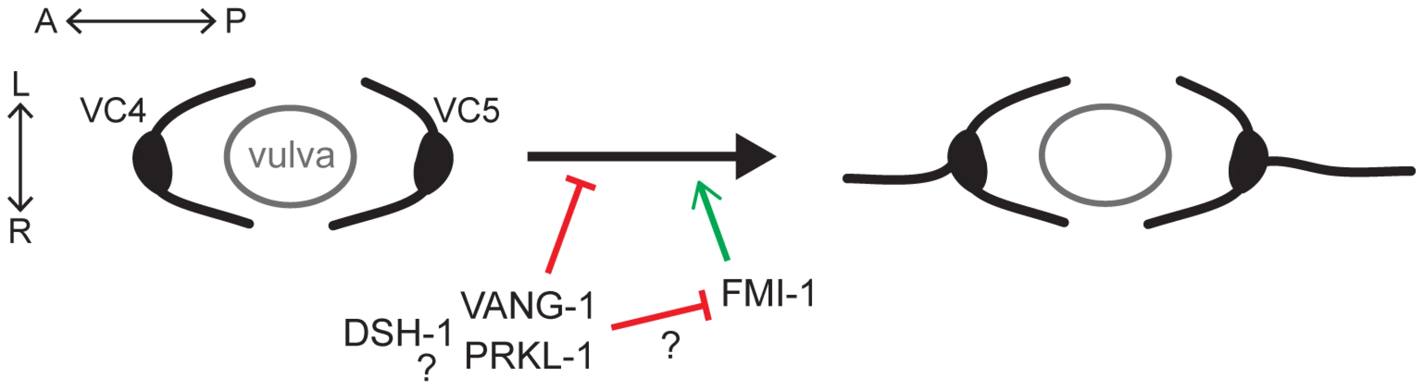A PCP-like pathway maintains neuronal polarity by blocking ectopic A/P-directed neurite emergence in VC4 and VC5 neurons.