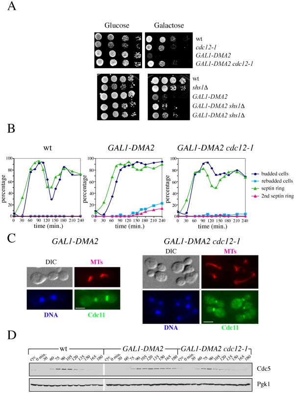 Destabilization of the septin ring rescues the lethality and cytokinesis defects caused by high levels of Dma2.