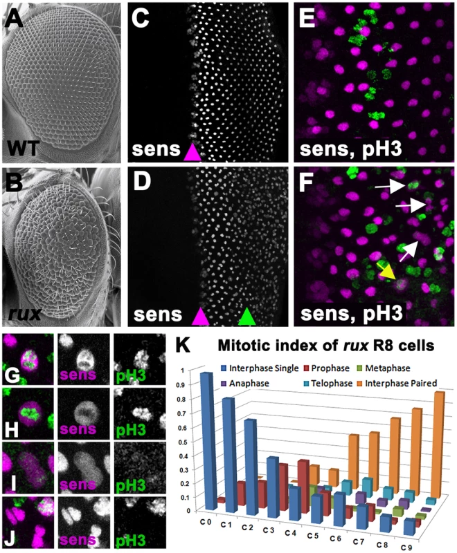 Mitotic R8 cells re-enter the cell cycle in <i>rux</i> mutants.