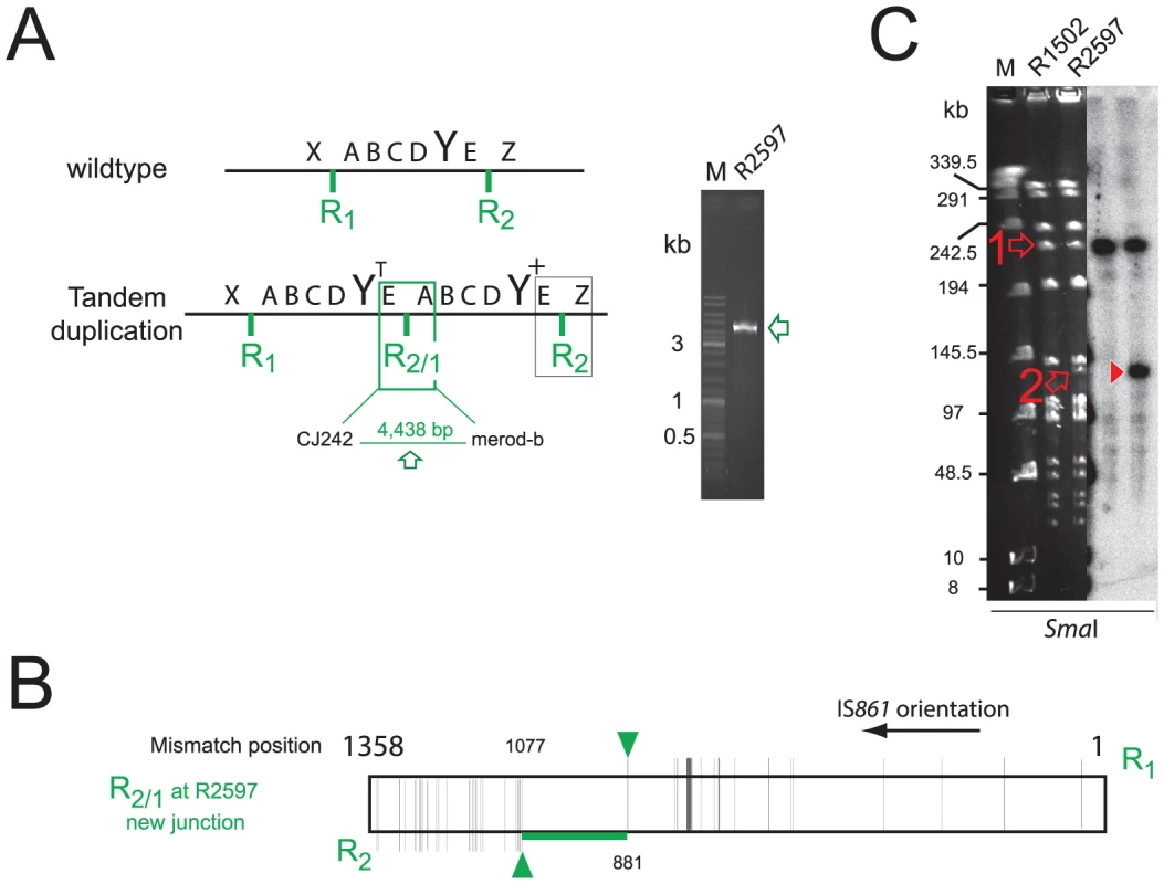 The R2597 duplication is a TD in the chromosome.