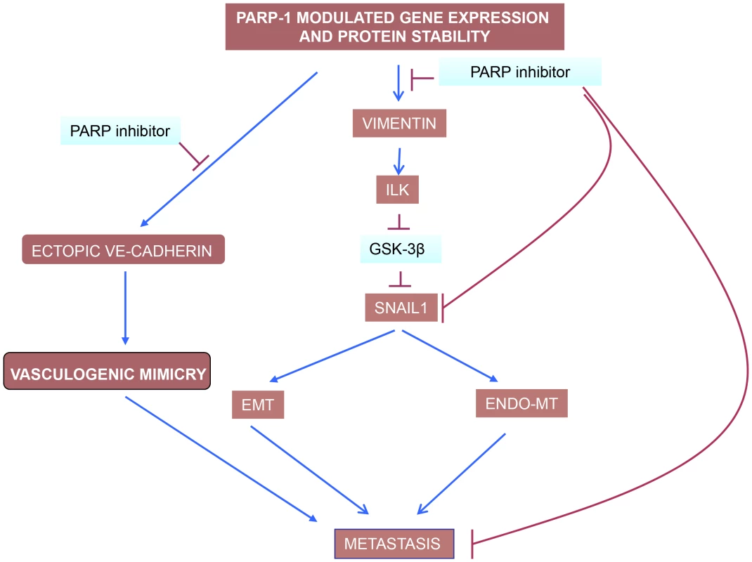 PARP inhibitors interfere with EndoMT, EMT and vasculogenic mimicry in melanoma cells.
