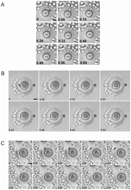 Time lapse images of replicating giant cells in vitro.
