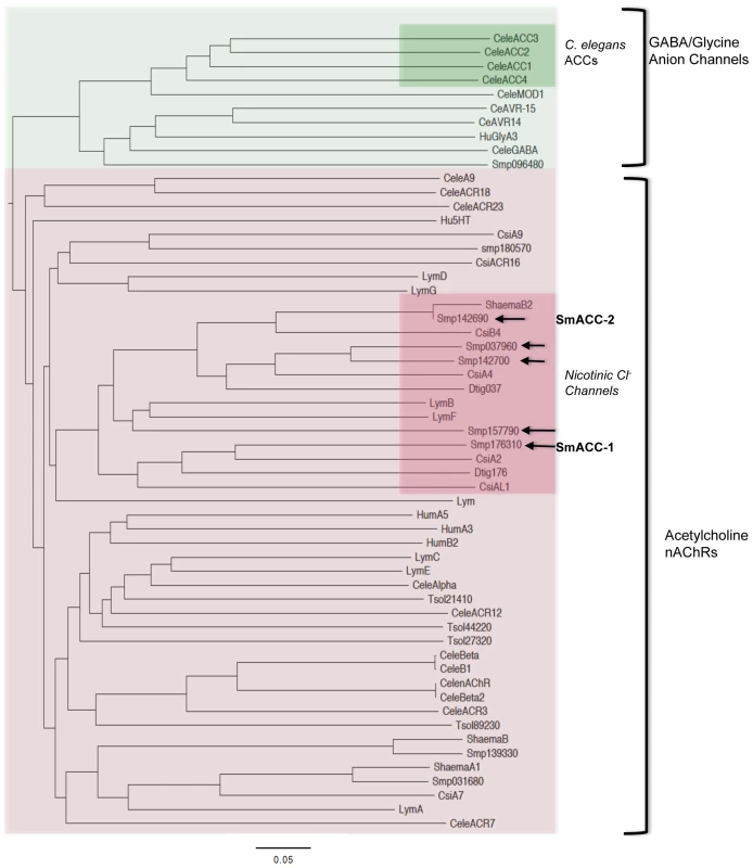 Phylogenetic analysis of cys-loop ion channel subunits.