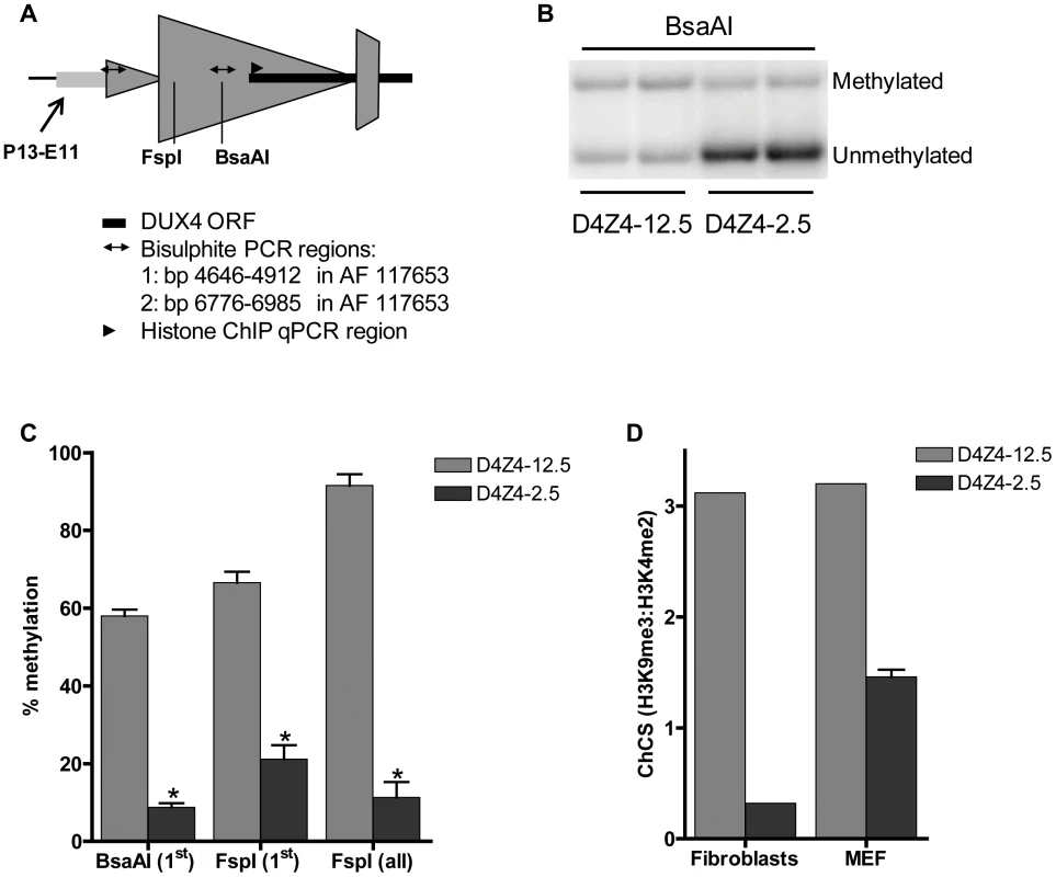 Epigenetic structure of D4Z4 in D4Z4-2.5 and D4Z4-12.5 mice.