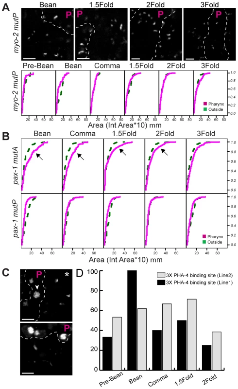 PHA-4 is required for chromatin decompaction.