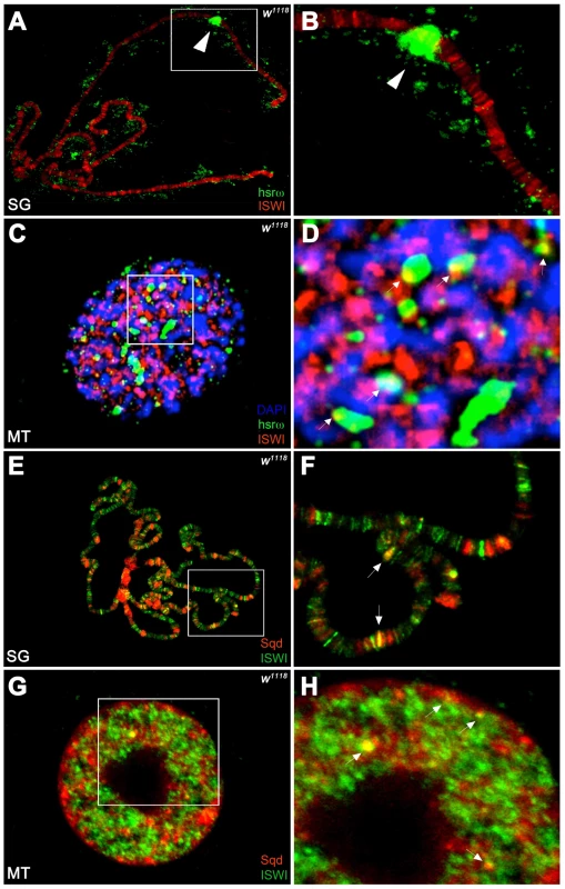 ISWI interacts <i>in vivo</i> with omega speckles.