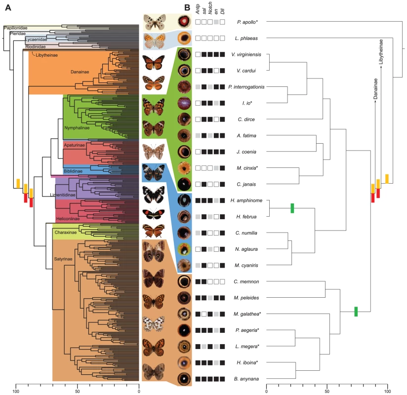 Origins of eyespots and associated gene expression.