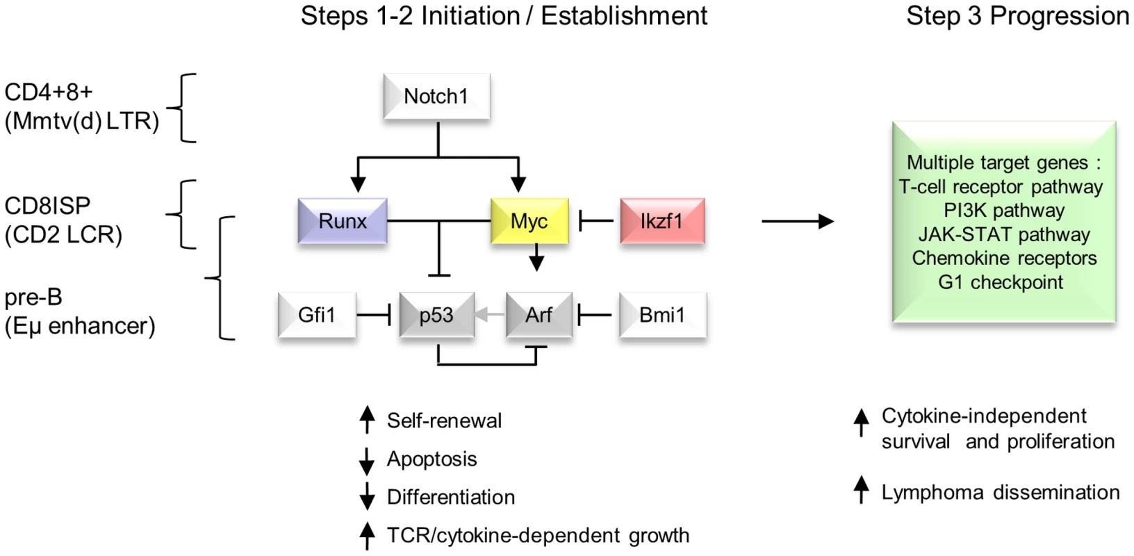 Hierarchical model of MoMLV-induced T-cell lymphomagenesis and preferred target genes in Myc transgenic systems.