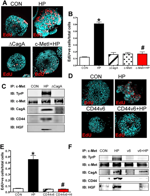 Changes in proliferation in <i>H</i>. <i>pylori</i> infected hFGOs.