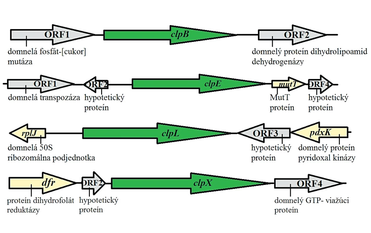 Mapa usporiadania génov clp pri <em>S. mutans</em>
Upravené podľa Lemos a Burne, 2002 [88]
Figure 3. Map of the architecture of clp genes in <em>S. mutans</em>
Adapted from Lemos and Burne, 2002 [88]