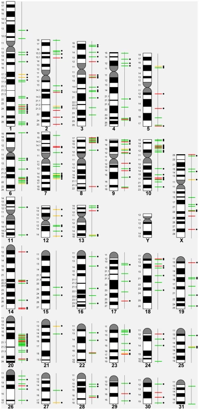 A CNVR map of the horse genome.