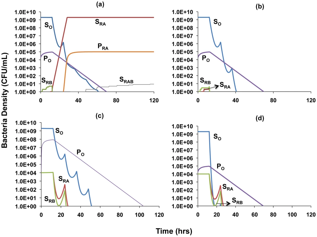 Simulation of the population dynamics of actively replicating and persister bacteria under antibiotic treatment.